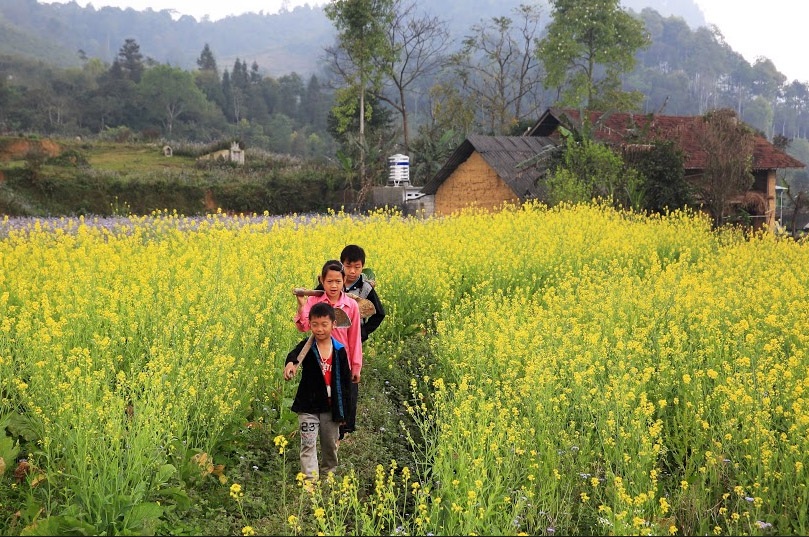 Khám phá ngôi nhà "ấm về đông, mát về hè" trên cao nguyên đá Đồng Văn - 15 Hoa cải vàng rực cả một góc đồi