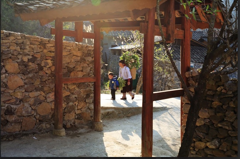 Khám phá ngôi nhà "ấm về đông, mát về hè" trên cao nguyên đá Đồng Văn - 5 Ngay cổng là một cây đào cổ thụ, bờ rào đá của chủ nhà khá giả ngày nay được gá thêm chút vôi vữa