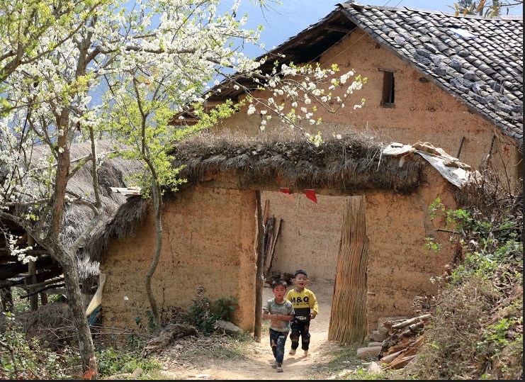 Khám phá ngôi nhà "ấm về đông, mát về hè" trên cao nguyên đá Đồng Văn - 6 Ngay cổng là một cây đào cổ thụ, bờ rào đá của chủ nhà khá giả ngày nay được gá thêm chút vôi vữa