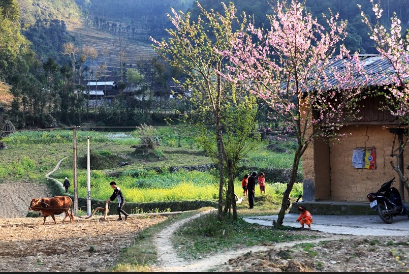 Khám phá ngôi nhà "ấm về đông, mát về hè" trên cao nguyên đá Đồng Văn - 9 Ngay cổng là một cây đào cổ thụ, bờ rào đá của chủ nhà khá giả ngày nay được gá thêm chút vôi vữa