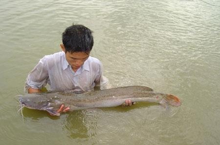 Cá chiên là đặc sản của sông Lô, sông Gâm (Ảnh: NNVN).