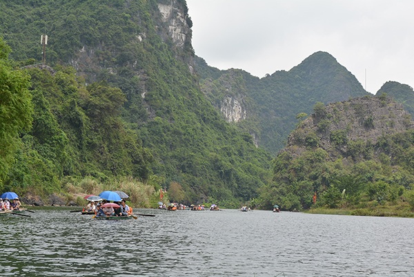 Kỳ lạ cây thị có quả tròn quả dẹt "độc nhất vô nhị" ở Việt Nam - 1 Kỳ lạ cây thị có quả tròn quả dẹt độc nhất vô nhị ở Việt Nam
