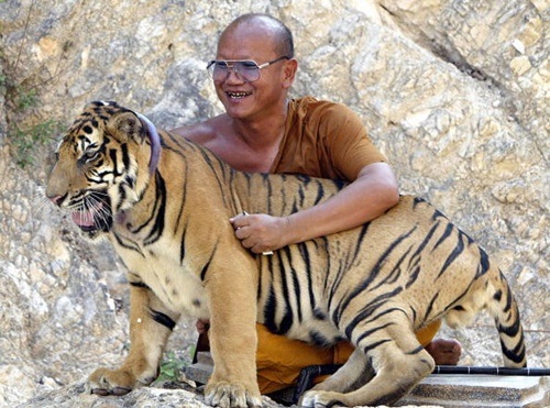 Có những con hổ được nuôi dưỡng ở chùa từ nhỏ.