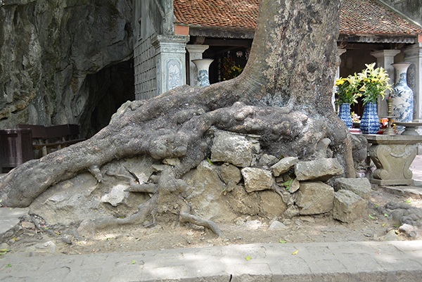 Kỳ lạ cây thị có quả tròn quả dẹt "độc nhất vô nhị" ở Việt Nam - 9 Kỳ lạ cây thị có quả tròn quả dẹt độc nhất vô nhị ở Việt Nam
