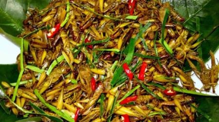Mùa lúa chín về quê nhâm nhi món châu chấu… - 1 Mùa lúa chín về quê nhâm nhi món châu chấu…