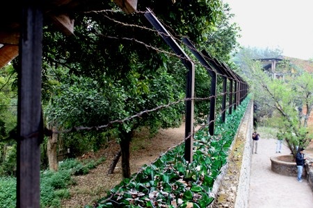 Vào mùa hè, các phòng giam nơi đây g