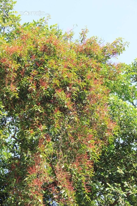 Đẹp kỳ lạ cây đa lá lệch 3 tầng - 3 Một góc lá và ngọn cây đa.