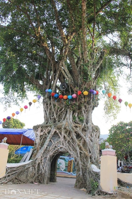 Đẹp kỳ lạ cây đa lá lệch 3 tầng - 4 Phần rễ và thân tạo thành ba phần rõ rệt.