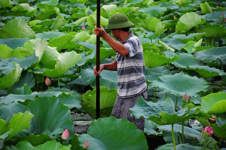 Dậy sớm lên Hồ Tây ngắm sen thưởng trà - 1 Muốn có hoa sen chính gốc Hồ Tây, hãy đến vào sáng sớm hoặc chiều muộn.