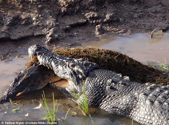 Kinh hoàng cá sấu khổng lồ ngấu nghiến ăn thịt, nuốt chửng đồng loại