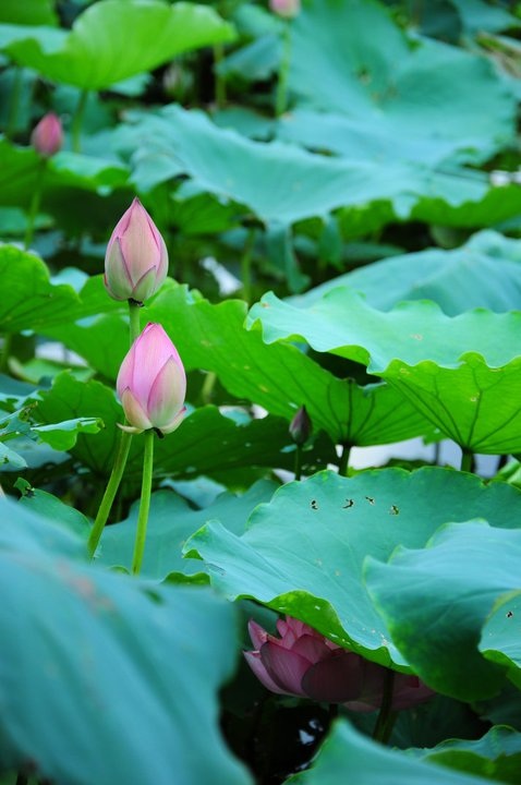 Dậy sớm lên Hồ Tây ngắm sen thưởng trà - 2 Những nụ hoa e ấp tô điểm cho Hồ Tây buổi sớm.