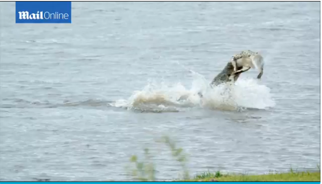 Cảnh tượng hiếm thấy này được chụp lại ở trên một khúc sông thuộc vườn quốc gia Kakadu. 