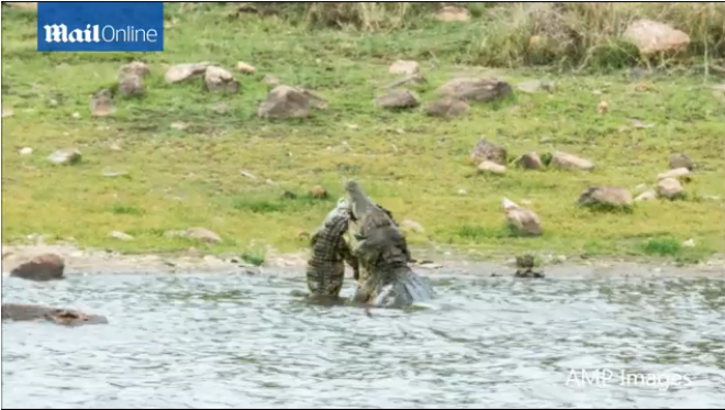 Cảnh tượng hiếm thấy này được chụp lại ở trên một khúc sông thuộc vườn quốc gia Kakadu. 