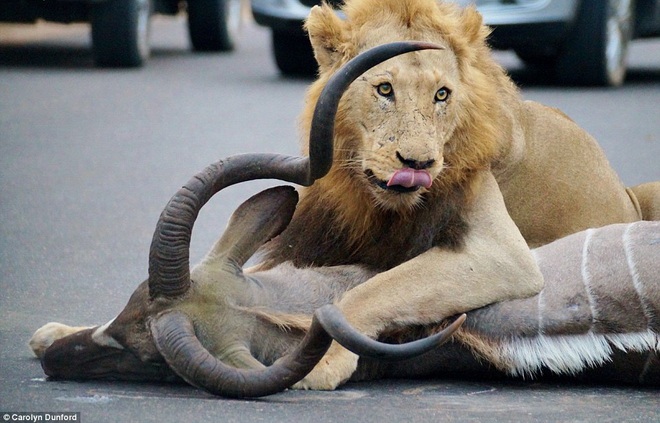 Du khách "kinh hãi" khi thấy sư tử săn mồi ngay giữa đường - 7 Chú linh dương ngã quỵ sau nhát cắn chí mạng.