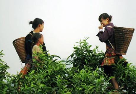 Những đặc sản nổi tiếng ở Yên Bái