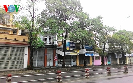 Những
cây hoa sữa được trồng sát nhau trên đường Lê Hồng Phong