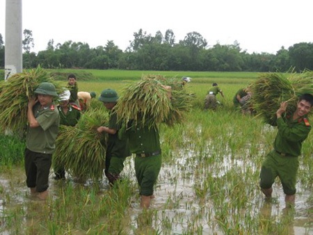 Các chiến sĩ
CAND giúp nhân dân thu hoạch lúa trong mùa mưa lũ