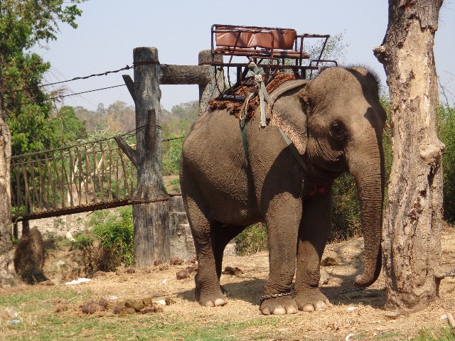 Số lượng voi tại Đắk Lắk ngày càng giảm