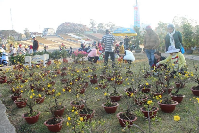 Cúc, mai... nhuốm vàng thành phố Đà Lạt - 1 Cúc, mai... nhuốm vàng thành phố Đà Lạt