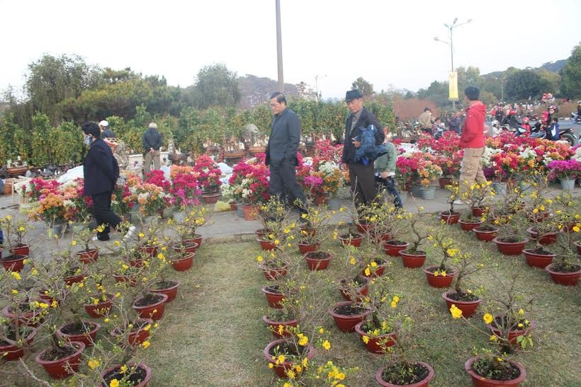 Cúc, mai... nhuốm vàng thành phố Đà Lạt - 2 Cúc, mai... nhuốm vàng thành phố Đà Lạt