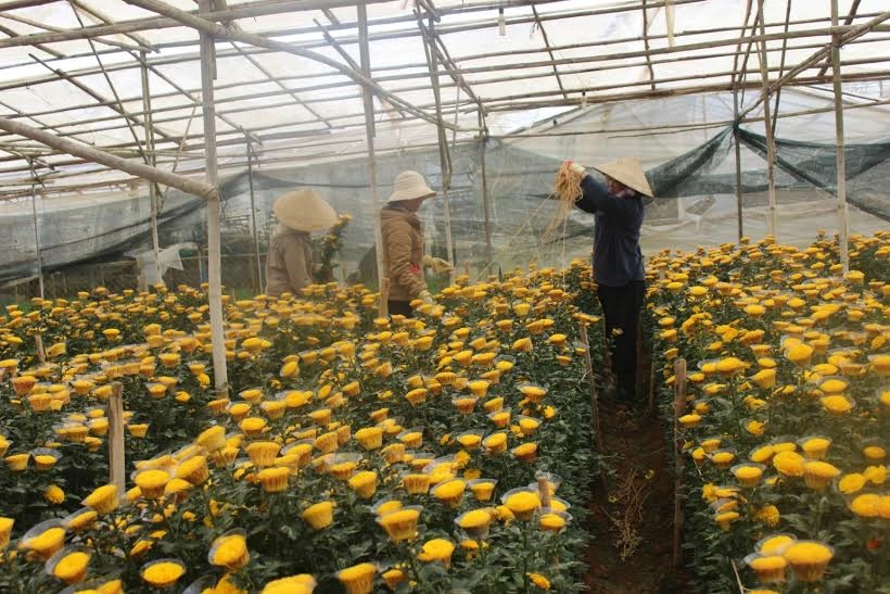 Cúc, mai... nhuốm vàng thành phố Đà Lạt - 3 Hàng trăm triệu cành hoa
cúc cung cấp cho thị trường hoa Tết