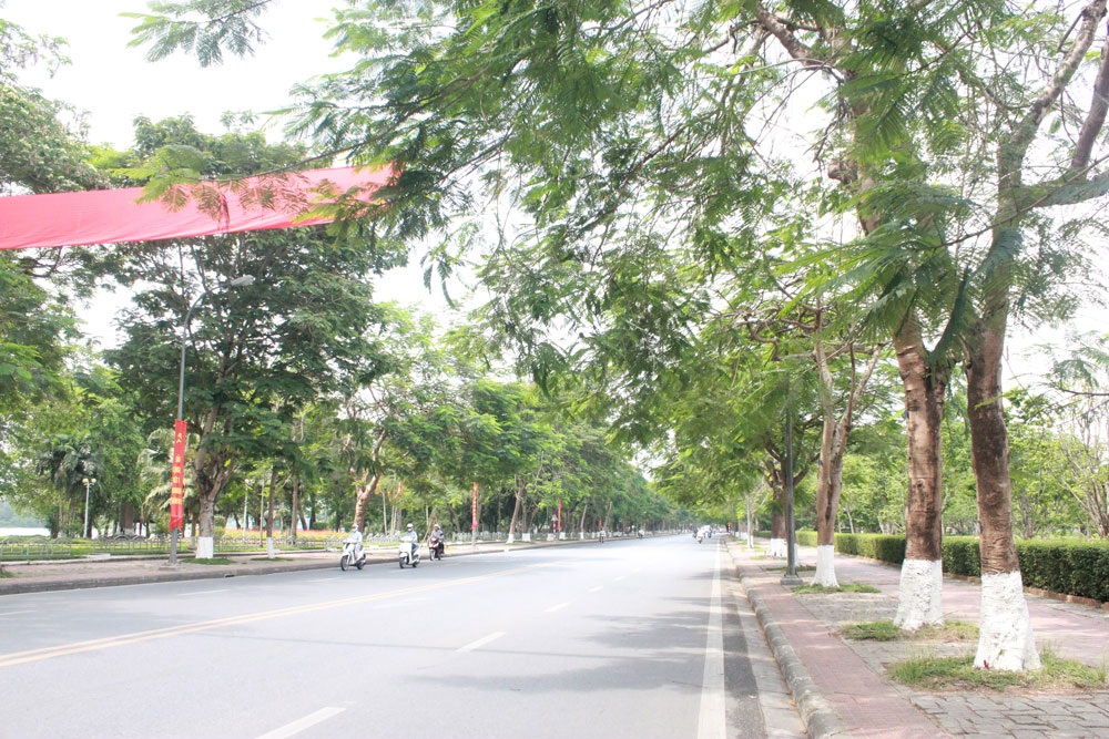 Ở Huế, không ai chặt cây điên rồ như vậy