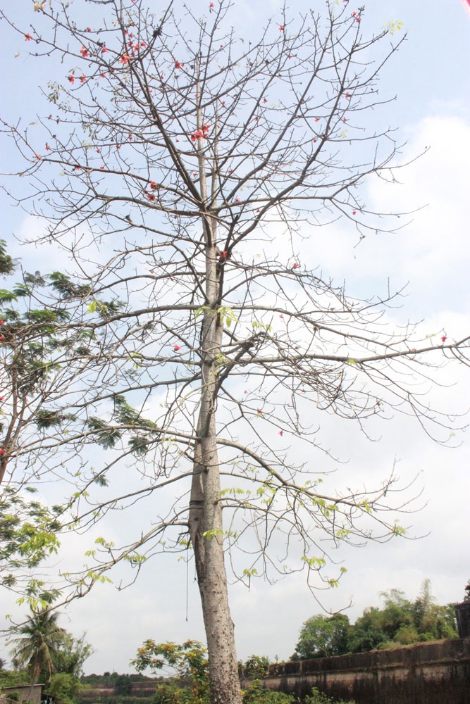 Một trong 3 cây gạo cổ thụ tuyệt đẹp đối diện chân cầu Dã Viên ở Huế