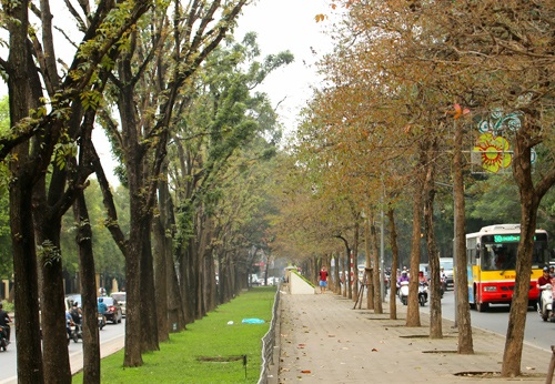 Những hàng cây đẹp hút hồn ở Hà Nội sẽ ra sao? - 10 Hàng cây trên đường Kim Mã
