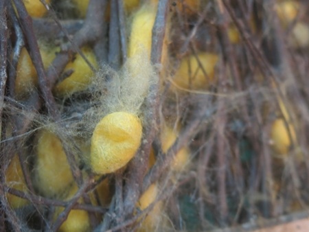 nuôi tằm - ươm tơ theo phương pháp truyền thống của làng lụa xứ Quảng