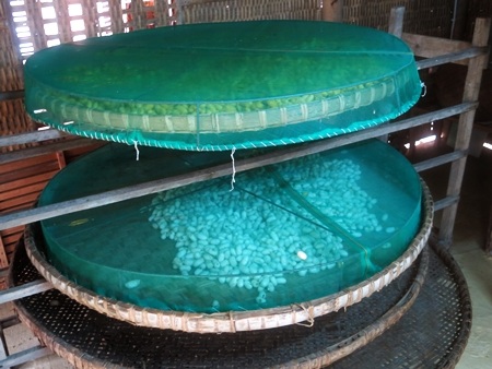 nuôi tằm - ươm tơ theo phương pháp truyền thống của làng lụa xứ Quảng