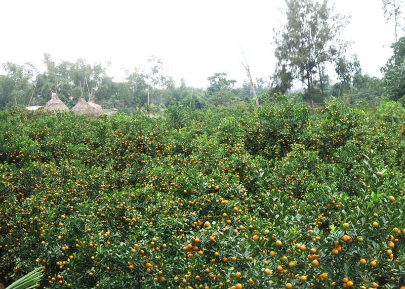  Hầu hết quất Tết ở các nhà vườn Hội An đã được đặt mua sớm