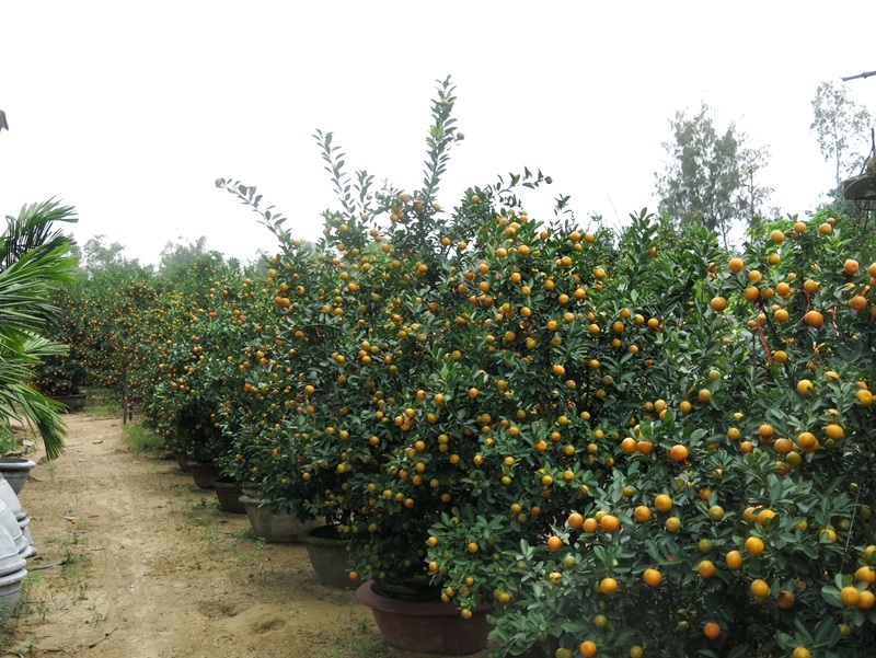  Mỗi chậu quất bán ra đem về cho nhà vườn trung bình 1 triệu đồng/chậu
