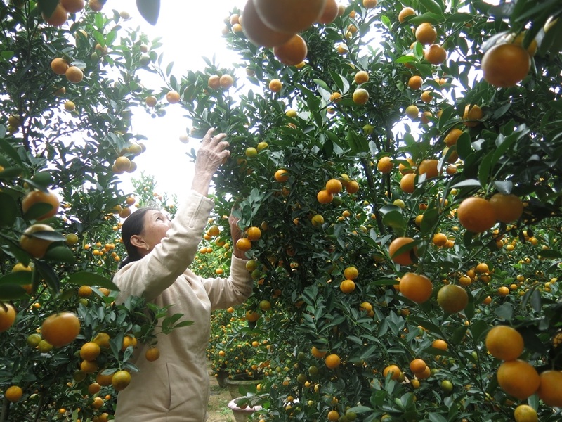  Thời tiết thuận lợi hơn, quất Tết Hội An năm nay sai quả, thế đẹp