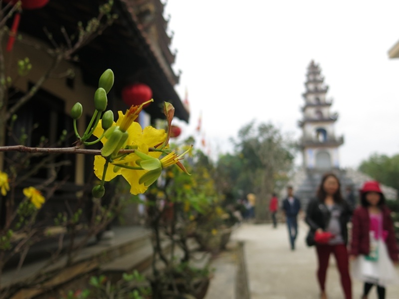 Các nhà chùa đều trang trí muôn sắc hoa xuân trong ngày Tết 