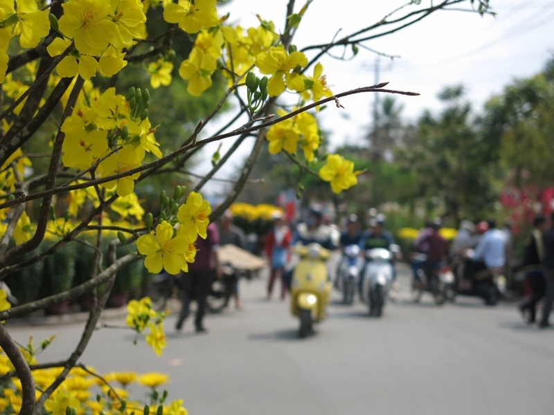 30 Tết dù tất bật, nhưng không khí ở Hội An không quá xô bồ ngay cả ở đường hoa xuân