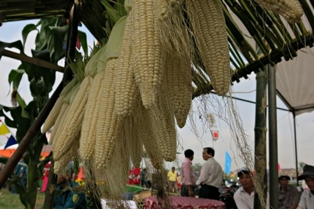 Rất nhiều món ngon được chế biến từ bắp nếp Cẩm Nam