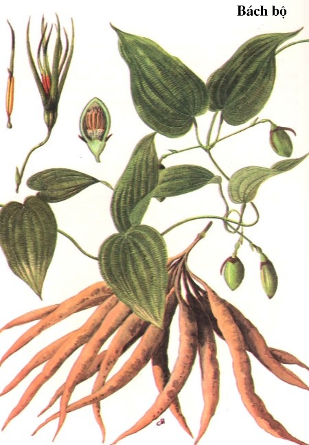 Dây ba mươi - Chữa ho lâu ngày