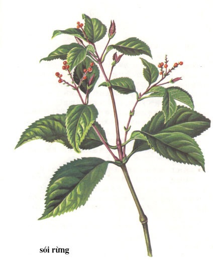 Sói rừng – Kháng khuẩn tiêu viêm