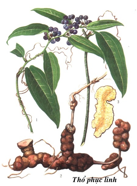 - Chữa ung nhọt, hạch độc lở loét do vi trùng giang mai (mai độc):