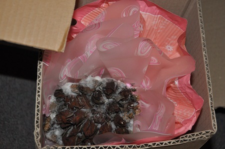 Đến bó hoa hồng đã mốc meo cũng có mặt thật thân thương tại triển lãm.