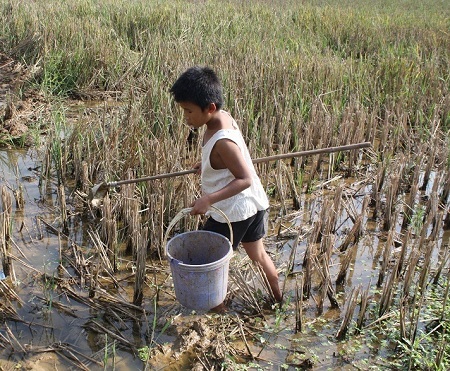 Ngoài giờ đi học, Việt thường ra đồng bắt ốc cùng với ông.