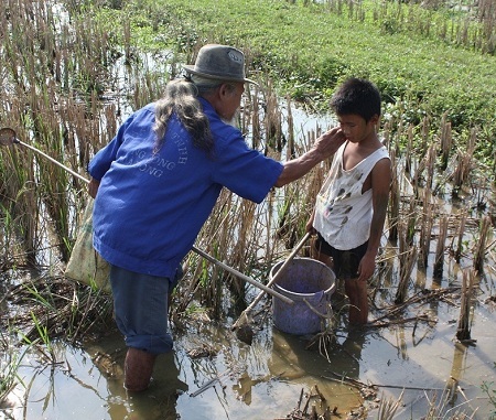 Ông Lim và đứa cháu nhỏ ngày ngày lặn lội ở các cánh đồng bắt ốc bươu vàng.
