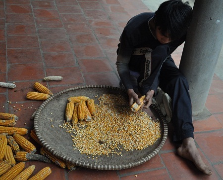 Hàng ngày em Thắng ngồi tẽ ngô để bán lấy tiền.