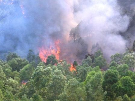 Thanh Hóa: Hàng chục héc ta rừng thông bốc cháy dữ dội    - 6