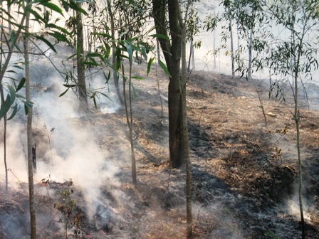 Thanh Hóa: Hàng chục héc ta rừng thông bốc cháy dữ dội    - 5