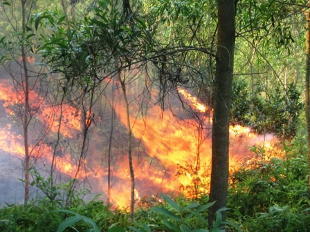 Thanh Hóa: Hàng chục héc ta rừng thông bốc cháy dữ dội    - 4
