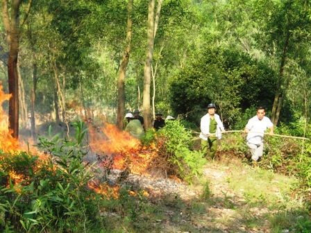 Thanh Hóa: Hàng chục héc ta rừng thông bốc cháy dữ dội    - 2
