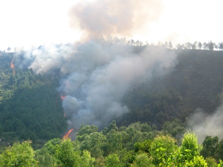 Thanh Hóa: Hàng chục héc ta rừng thông bốc cháy dữ dội    - 1