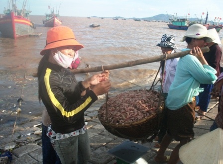 Ngư dân Thanh Hóa kiên trì bám biển   - 3