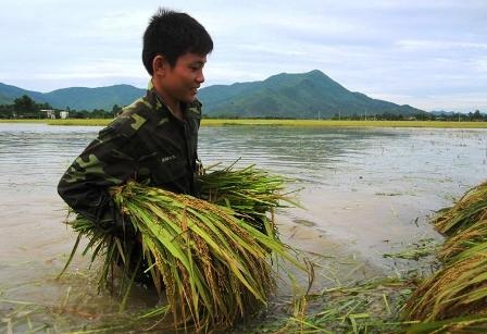 Bội đội giúp dân gặt lúa - 2